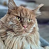 cat, ginger_cat, fluffy, longhair, feline, pet, animal, portrait, close_up, whiskers, green_eyes, ears, ear_tufts, fur, serious, staring, indoor, blurred_background, photography, cute