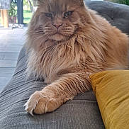 Utwo a rejoint le concours — aidez-le/la à gagner de superbes lots ! animal, cat, couch, ears, face, feline, fluffy, fur, ginger_cat, indoors, longhaired, lounging, maine_coon, paws, pet, sitting, sofa, whiskers, window, yellow_cushion