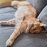 Utwo a rejoint le concours — aidez-le/la à gagner de superbes lots ! animal, cat, closed_eyes, comfortable, couch, cushion, fluffy, furry, ginger_cat, home, houseplant, indoor, nap, pet, relaxed, sleeping, sofa, stretched, whiskers, window