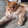 Utwo a rejoint le concours — aidez-le/la à gagner de superbes lots ! animal, cat, feline, fluffy, fur, home, indoor, longhaired, lounging, lying_down, maine_coon, orange_cat, paws, pet, portrait, relaxed, sleepy, tufted_ears, whiskers, wood_floor