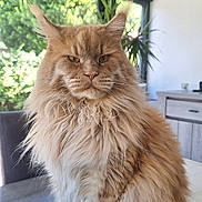 Utwo a rejoint le concours — aidez-le/la à gagner de superbes lots ! cat, maine_coon, fluffy, orange, long_hair, feline, pet, portrait, close_up, sitting, indoors, table, dining_room, home, plant, window, natural_light, whiskers, ears, serious_expression