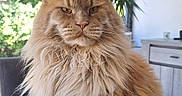 Utwo a rejoint le concours — aidez-le/la à gagner de superbes lots ! cat, close_up, dining_room, ears, feline, fluffy, home, indoors, long_hair, maine_coon, natural_light, orange, pet, plant, portrait, serious_expression, sitting, table, whiskers, window