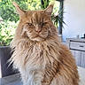 cat, maine_coon, fluffy, orange, long_hair, feline, pet, portrait, close_up, sitting, indoors, table, dining_room, home, plant, window, natural_light, whiskers, ears, serious_expression