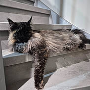 Tokyo a rejoint le concours — aidez-le/la à gagner de superbes lots ! cat, maine_coon, fluffy, long_hair, black_cat, brown_fur, pet, animal, staircase, indoors, home, relaxed, lying_down, dangling_paw, whiskers, ears, tail, portrait, dramatic_pose, fur