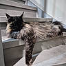 cat, maine_coon, fluffy, long_hair, black_cat, brown_fur, pet, animal, staircase, indoors, home, relaxed, lying_down, dangling_paw, whiskers, ears, tail, portrait, dramatic_pose, fur