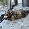 cat, long_hair, fluffy, black_cat, tortoiseshell, yellow_eyes, lying_down, pet, animal, fur, whiskers, ears, indoor, patio, glass_doors, tile_floor, potted_plant, flowers, garden, portrait