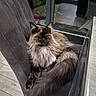 Tokyo participe au concours pour gagner de l'argent avec cette photo : animal, black_and_brown_fur, cat, chair, cozy, direct_gaze, ears, fluffy, furry, green_eyes, home, indoor, long_haired_cat, maine_coon, mane, pet, portrait, sitting, tail, whiskers