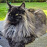 cat, maine_coon, long_hair, fluffy, furry, black_cat, gray_cat, green_eyes, ear_tufts, whiskers, sitting, lounging, outdoor, garden, grass, patio, chair, portrait, pet, animal