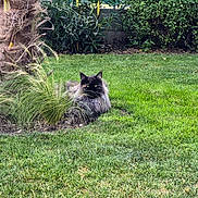 Tokyo participe au concours pour gagner de l'argent avec cette photo : alert, black_cat, cat, feline, fluffy, foliage, fur, garden, grass, greenery, lawn, longhaired, nature, outdoors, plants, portrait, shrubbery, sitting, tree, yellow_eyes