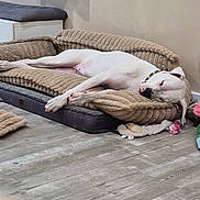 Vaïa participe au concours pour gagner de l'argent avec cette photo : animal, bedroom, blanket, collar, cozy, cushion, dog, dog_bed, floor, furniture, home, indoor, lying_down, nap, pet, plush_toy, relaxed, sleeping, toy, white_dog