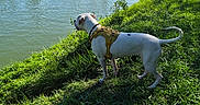 Vaïa a rejoint le concours — aidez-le/la à gagner de superbes lots ! blue_sky, clouds, construction_cranes, construction_site, dog, grass, harness, landscape, nature, outdoors, photography, river, riverbank, side_view, standing, sunny, trees, vegetation, water, white_dog