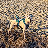 Vaïa participe au concours pour gagner de l'argent avec cette photo : animal, beach, blue, boat, cafe, chairs, coast, dog, ears, harness, outdoors, pet, sand, short_hair, standing, sunlight, tail, turquoise_harness, vacation, white_dog