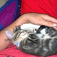 Asher joined the competition — help win amazing prizes! kitten, cat, sleeping, lap, tattoo, red_shirt, red_shorts, person, indoor, resting, pet, animal, cute, feline, cozy, hand, fur, striped, collar, relaxation