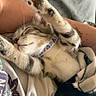 Asher is registered to the contest to win money with this photo: kitten, cat, sleeping, paws, collar, blanket, arm, resting, cozy, indoor, striped, fur, pet, relaxed, cute, whiskers, nap, comfort, young, domestic_cat