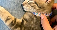 Asher joined the competition — help win amazing prizes! kitten, cat, sleeping, collar, hand, lap, jeans, indoor, pet, animal, feline, striped, young, resting, comfort, domestic, cute, closeup, paws, fur