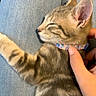 kitten, cat, sleeping, collar, hand, lap, jeans, indoor, pet, animal, feline, striped, young, resting, comfort, domestic, cute, closeup, paws, fur