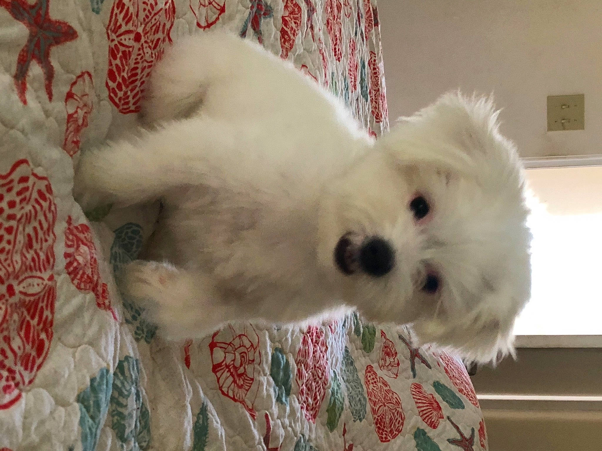 Legend joined the competition — help win amazing prizes! canidae, carnivore, companion_dog, dog, dog_breed, dog_supply, fur, mal_shi, maltepoo, non_sporting_group, poodle_crossbreed, puppy, shih_poo, small_terrier, snout, sporting_group, terrier, toy_dog, working_animal