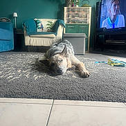 Oreo participe au concours pour gagner de l'argent avec cette photo : armchair, blanket, cactus, cozy, decor, dog, floor, furniture, home, indoor, living_room, pillow, plant, relaxing, rug, shelf, sleeping, television, tile_floor, woman