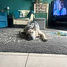 armchair, blanket, cactus, cozy, decor, dog, floor, furniture, home, indoor, living_room, pillow, plant, relaxing, rug, shelf, sleeping, television, tile_floor, woman