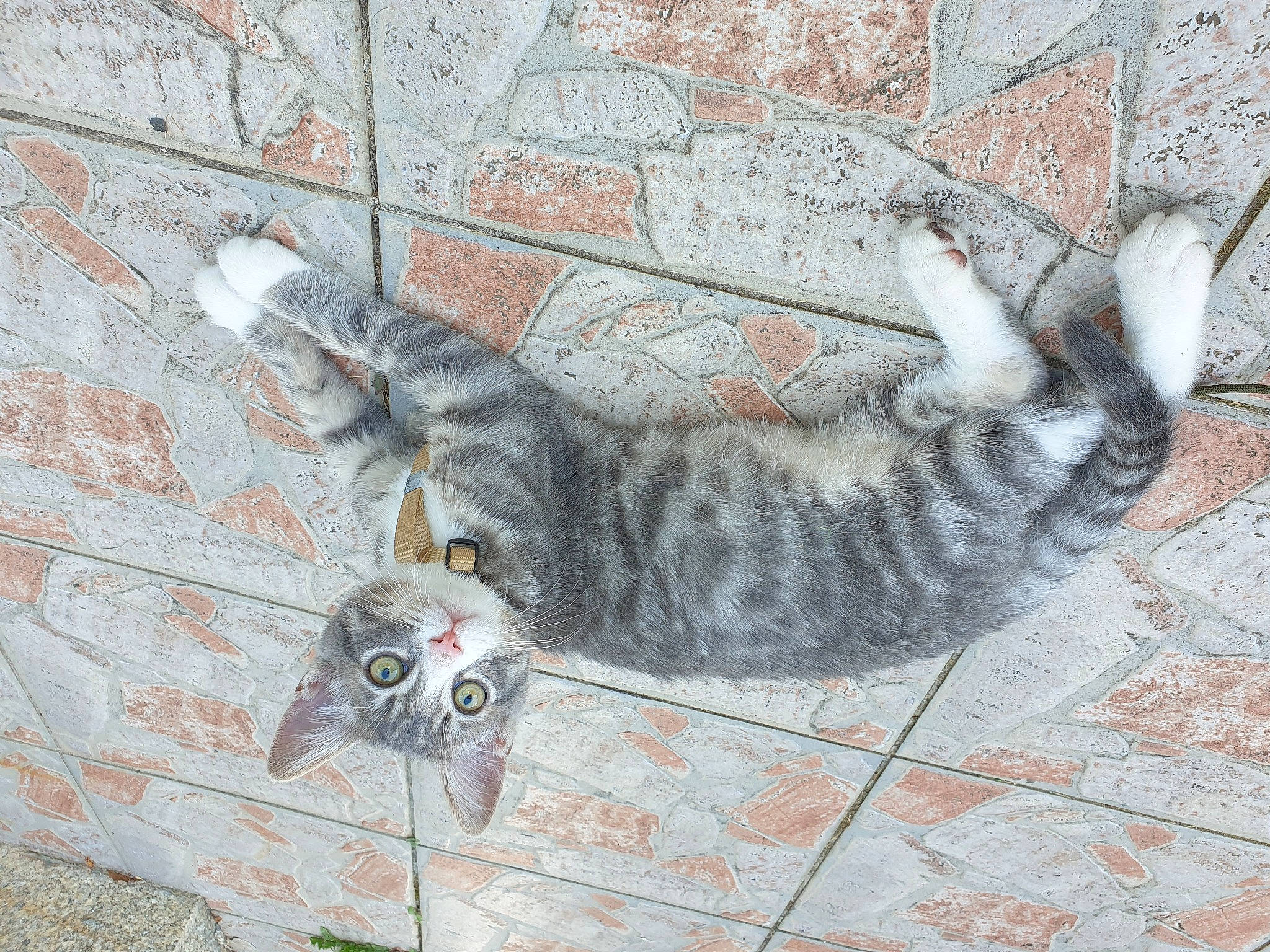 Roméo a rejoint le concours — aidez-le/la à gagner de superbes lots ! aegean_cat, british_shorthair, carnivore, cat, domestic_short_haired_cat, dragon_li, egyptian_mau, european_shorthair, felidae, pixie_bob, small_to_medium_sized_cats, tabby_cat, tail, wall, whiskers, wild_cat