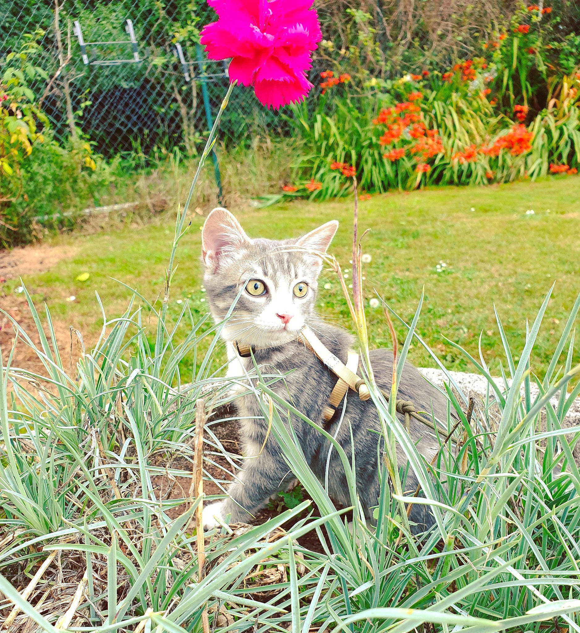 Roméo a rejoint le concours — aidez-le/la à gagner de superbes lots ! botany, carnivore, cat, domestic_short_haired_cat, european_shorthair, fawn, felidae, flower, fur, grass, grass_family, kitten, leaf, plant, shrub, small_to_medium_sized_cats, tabby_cat, tree, whiskers, wild_cat