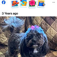 Angel joined the competition — help win amazing prizes! dogs, puppies, black_dogs, small_dogs, pets, animal, canine, long_hair, grooming, blue_hair, pink_bow, couch, sofa, patchwork, indoors, home, portrait, sitting, standing, social_media_screenshot