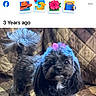 dogs, puppies, black_dogs, small_dogs, pets, animal, canine, long_hair, grooming, blue_hair, pink_bow, couch, sofa, patchwork, indoors, home, portrait, sitting, standing, social_media_screenshot