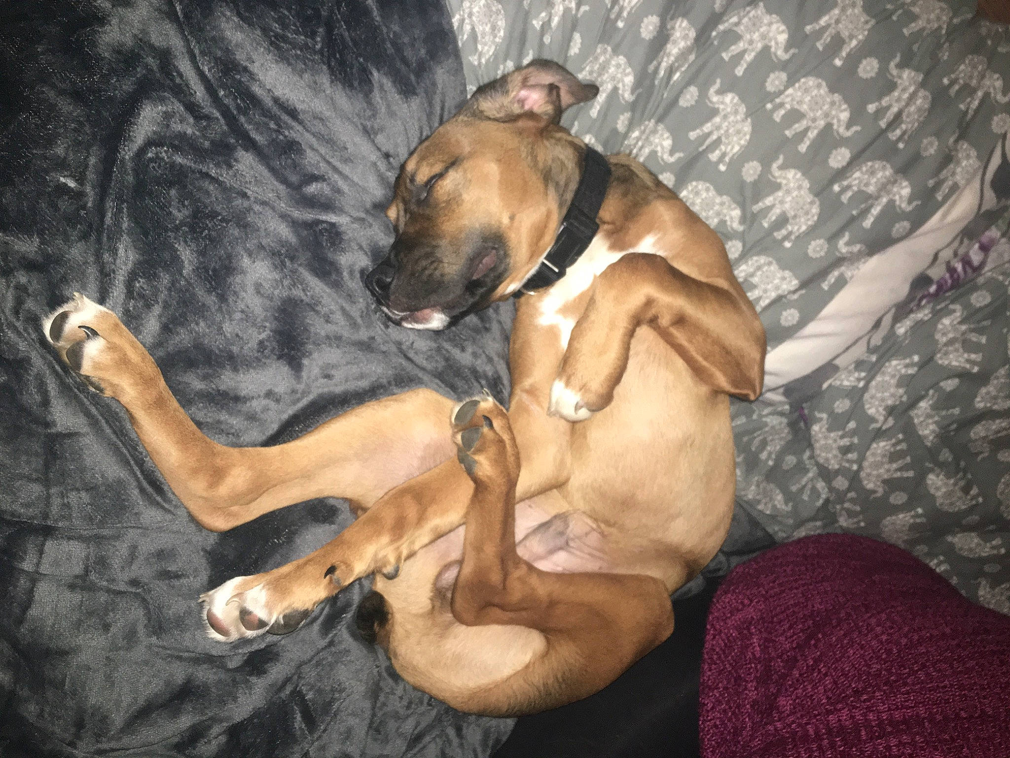 Dean is registered to the contest to win money with this photo: black_mouth_cur, bullmastiff, canidae, carnivore, dog, dog_breed, fawn, mammal, non_sporting_group, perro_de_presa_mallorquin, snout, vertebrate