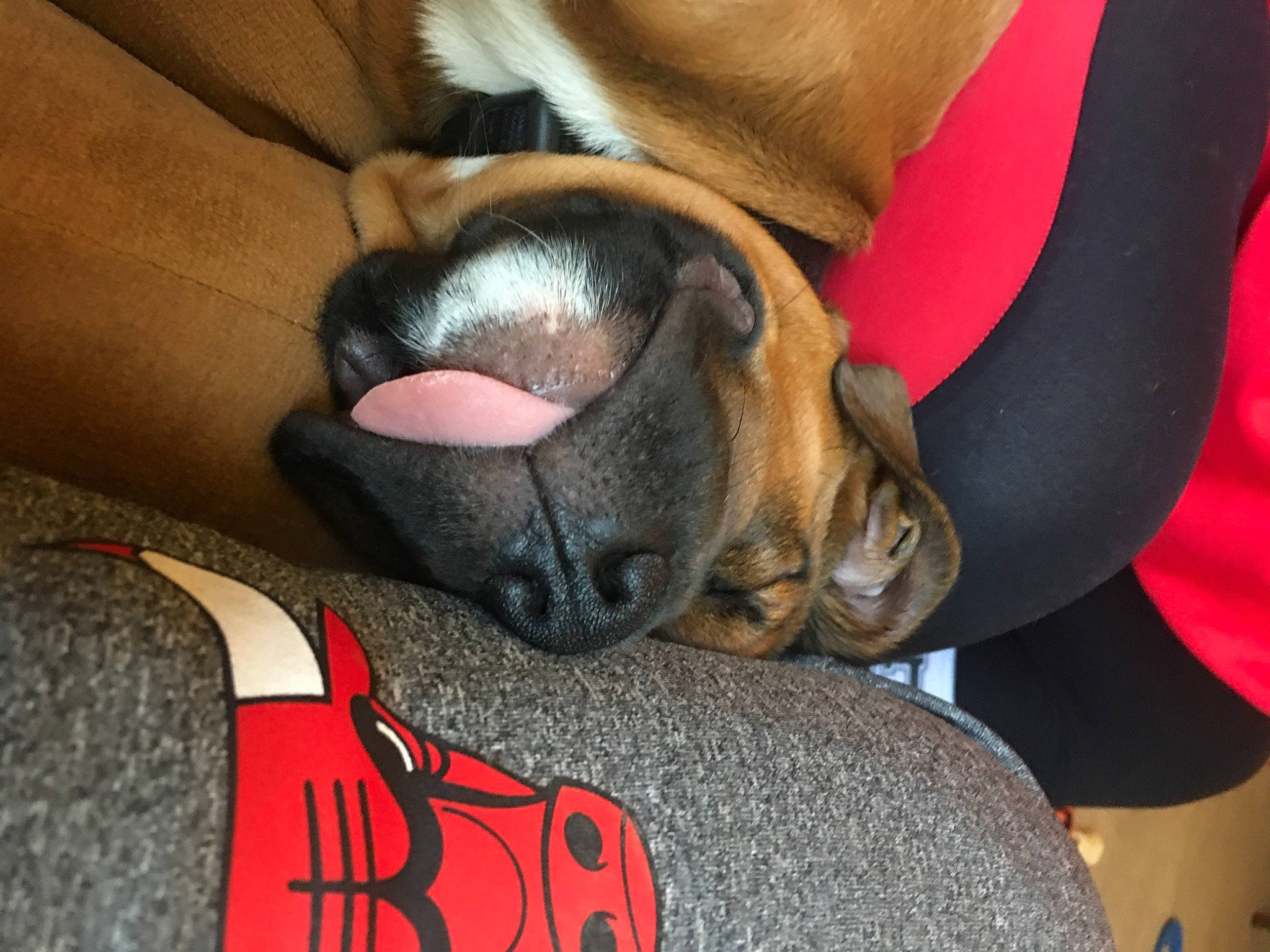 Dean is registered to the contest to win money with this photo: boxer, bullmastiff, canidae, carnivore, companion_dog, dog, dog_breed, fawn, french_bulldog, mammal, nap, non_sporting_group, old_english_bulldog, olde_english_bulldogge, paw, pug, puggle, puppy, puppy_love, snout