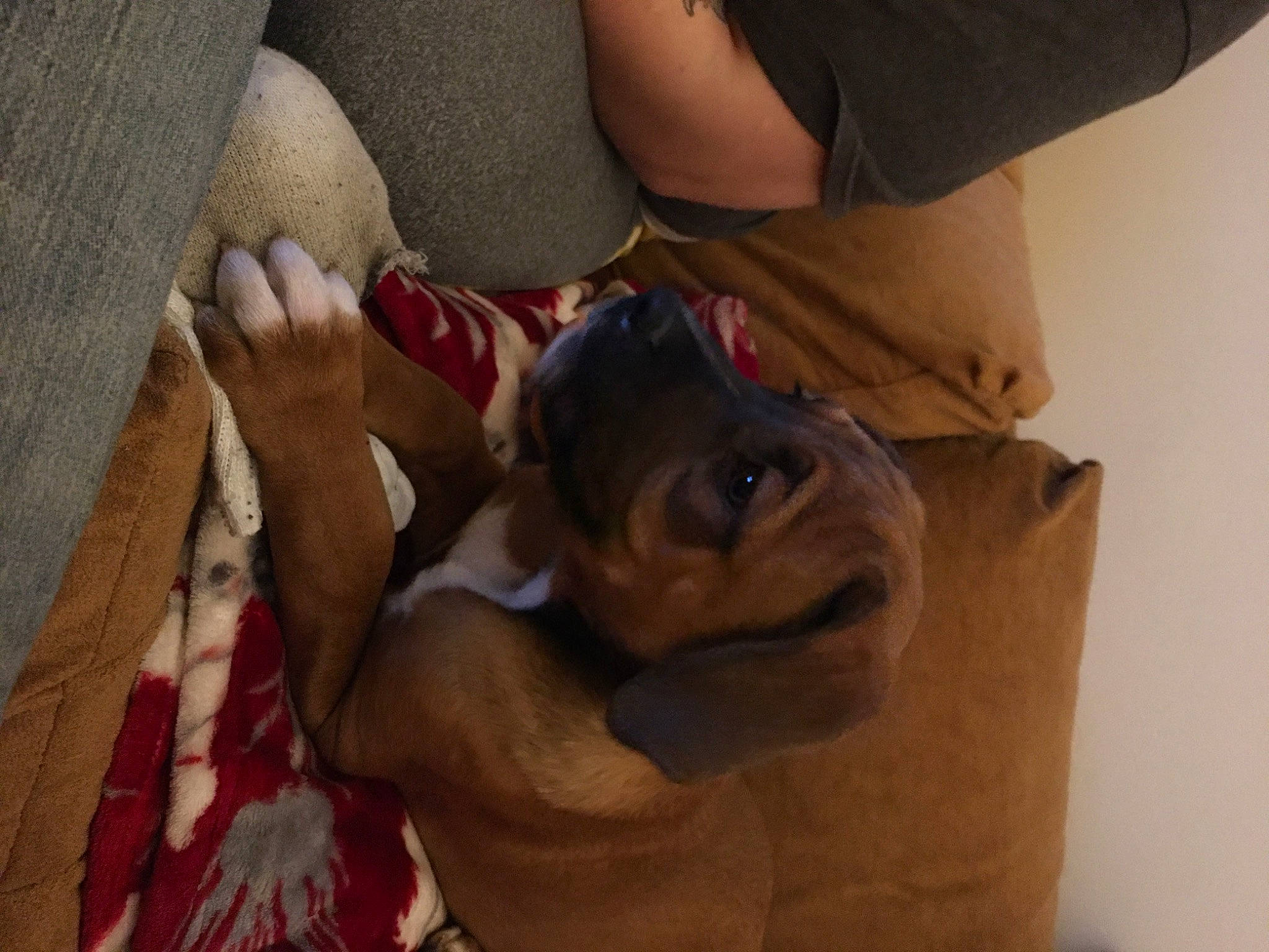 Dean joined the competition — help win amazing prizes! canidae, carnivore, companion_dog, dog, dog_breed, dogue_de_bordeaux, ear, fawn, mammal, non_sporting_group, pit_bull, puppy, snout, sporting_group