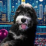 dog, black_and_white, tongue_out, fluffy, party, confetti, balloons, city_skyline, night, celebration, cute, pet, portrait, festive, indoor, background, fun, smiling, animal, happy