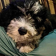 Dutch joined the competition — help win amazing prizes! dog, fluffy, black_and_white, cushion, plaid, sleepy, pet, indoor, cozy, fur, animal, resting, cute, closeup, snout, nose, relaxing, companion, soft, home