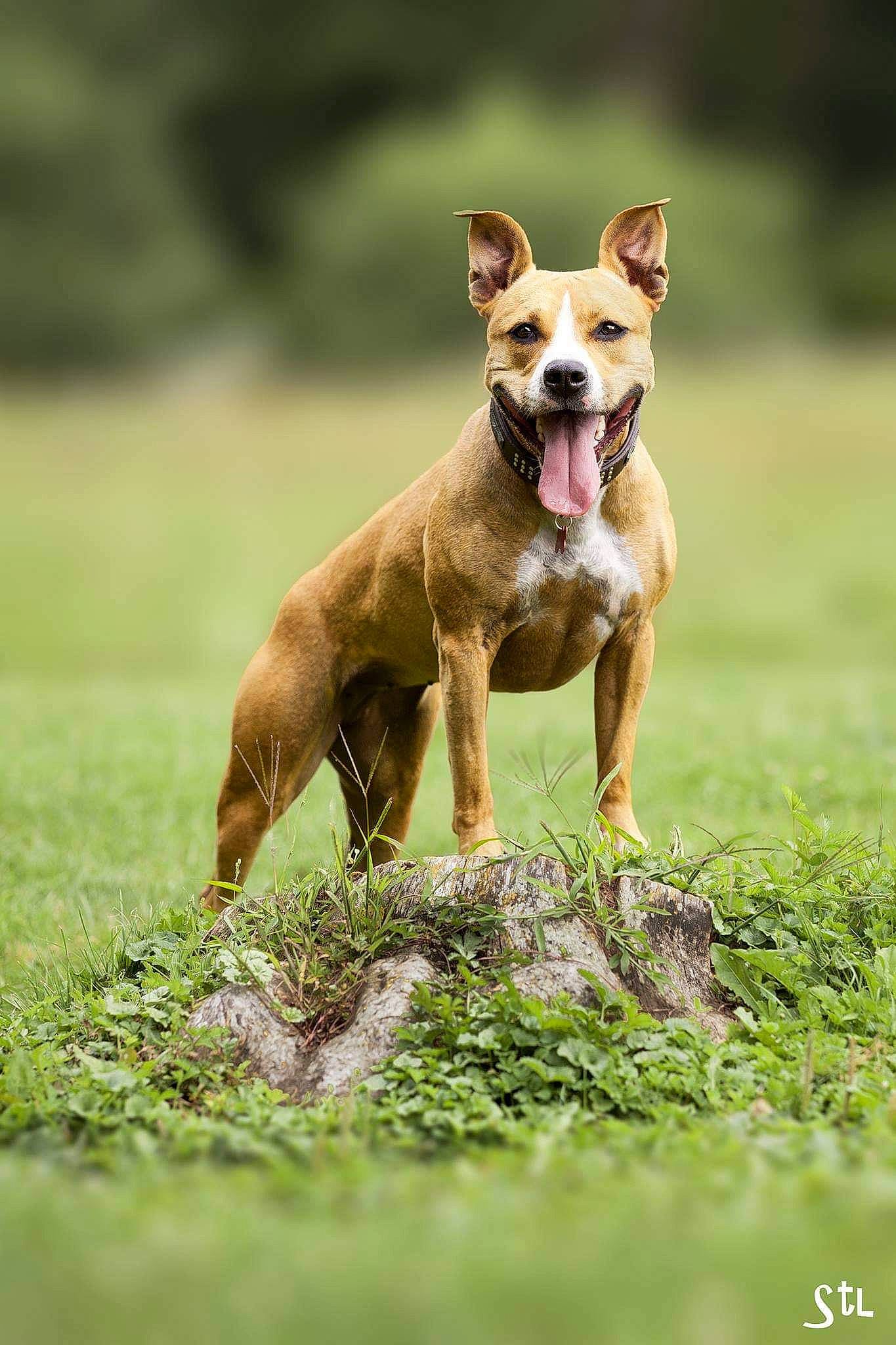 Léna participe au concours pour gagner de l'argent avec cette photo : ancient_dog_breeds, canidae, carnivore, chihuahua, collar, companion_dog, dog, dog_breed, dog_sports, dog_supply, fawn, grass, grassland, liver, snout, sporting_group, tail, terrestrial_animal, toy_dog, working_dog