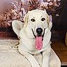 Akiyo a rejoint le concours — aidez-le/la à gagner de superbes lots ! dog, labrador, cream_coat, portrait, tongue_out, smiling, happy, lying_down, front_legs, floppy_ears, black_nose, brown_eyes, indoor, blanket, cozy, dried_flowers, floral_arrangement, wooden_floor, home, pet_photography