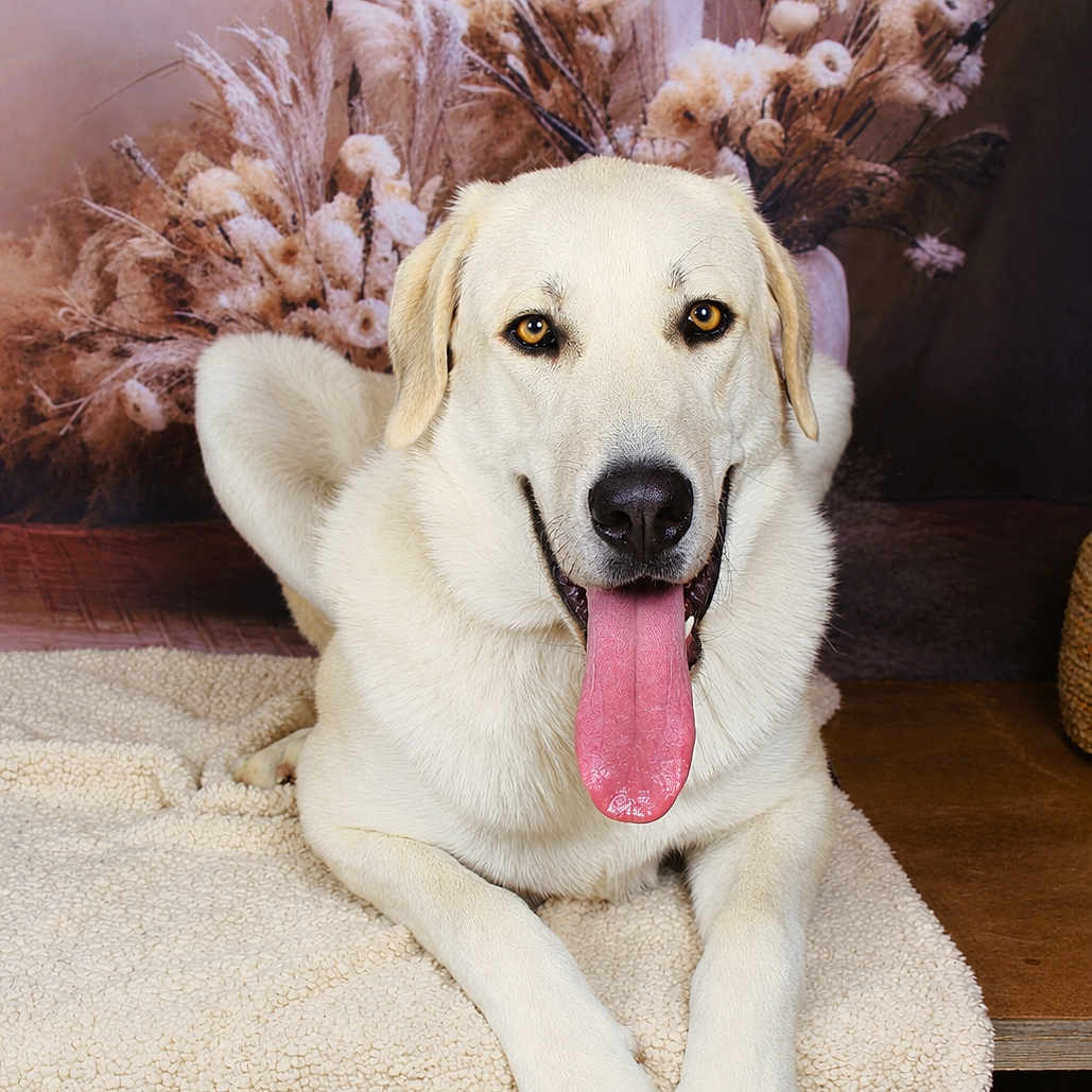 Akiyo a rejoint le concours — aidez-le/la à gagner de superbes lots ! dog, labrador, cream_coat, portrait, tongue_out, smiling, happy, lying_down, front_legs, floppy_ears, black_nose, brown_eyes, indoor, blanket, cozy, dried_flowers, floral_arrangement, wooden_floor, home, pet_photography
