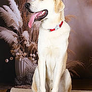 Akiyo a rejoint le concours — aidez-le/la à gagner de superbes lots ! dog, canine, pet, animal, cream_colored, sitting, portrait, studio, collar, red_collar, tongue_out, open_mouth, happy, smiling, floppy_ears, long_legs, white_fur, feather_arrangement, decorative_vase, indoor