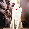 dog, canine, pet, animal, cream_colored, sitting, portrait, studio, collar, red_collar, tongue_out, open_mouth, happy, smiling, floppy_ears, long_legs, white_fur, feather_arrangement, decorative_vase, indoor