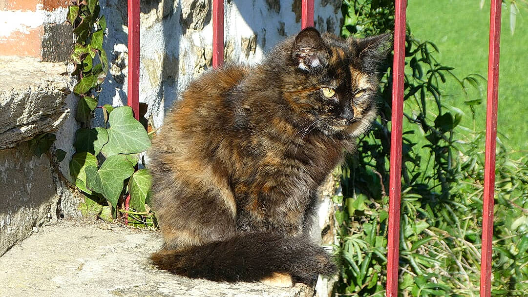 Nounou Et Tigrou a rejoint le concours — aidez-le/la à gagner de superbes lots ! asian_semi_longhair, british_semi_longhair, carnivore, cat, cymric, domestic_long_haired_cat, domestic_short_haired_cat, fawn, felidae, kurilian_bobtail, maine_coon, mammal, norwegian_forest_cat, persian, siberian, small_to_medium_sized_cats, vertebrate, whiskers, wild_cat