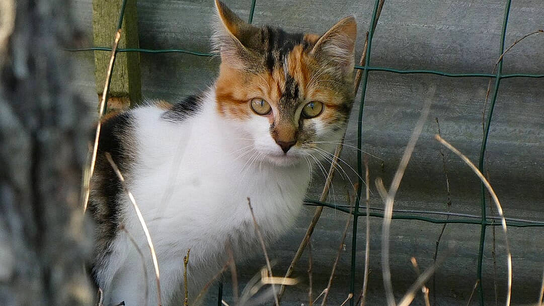 Nounou Et Tigrou a rejoint le concours — aidez-le/la à gagner de superbes lots ! aegean_cat, american_wirehair, animal_shelter, carnivore, cat, domestic_short_haired_cat, european_shorthair, felidae, mammal, small_to_medium_sized_cats, snout, whiskers, wildlife