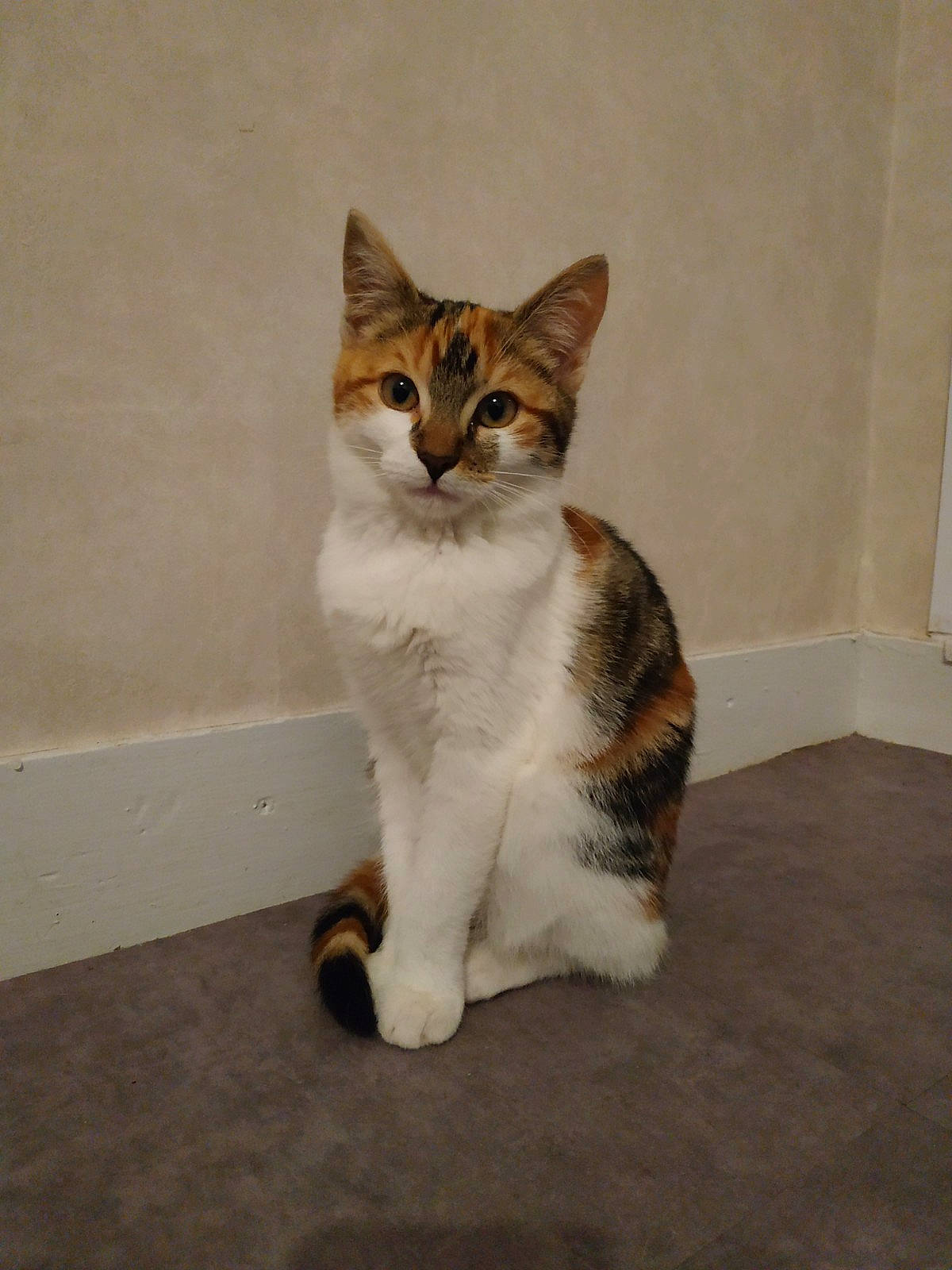 Nounou Et Tigrou participe au concours pour gagner de l'argent avec cette photo : aegean_cat, american_wirehair, asian, carnivore, cat, domestic_short_haired_cat, european_shorthair, felidae, fur, japanese_bobtail, kitten, mammal, polydactyl_cat, sitting, small_to_medium_sized_cats, tabby_cat, tail, vertebrate, whiskers