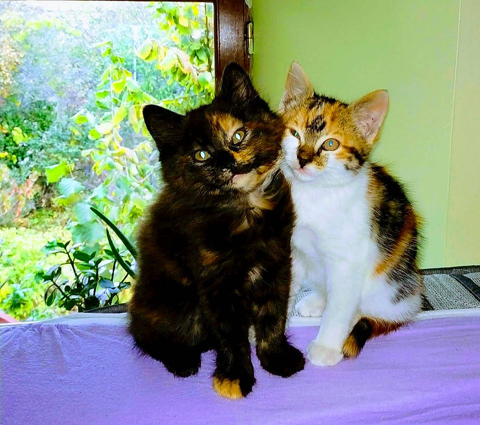 Nounou Et Tigrou a rejoint le concours — aidez-le/la à gagner de superbes lots ! aegean_cat, american_wirehair, asian, carnivore, cat, domestic_short_haired_cat, european_shorthair, felidae, fur, german_rex, kitten, mammal, polydactyl_cat, small_to_medium_sized_cats, tabby_cat, vertebrate, whiskers