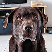 Prince participe au concours pour gagner de l'argent avec cette photo : animal, brown, canine, chocolate, close_up, dog, domestic, ears, expression, face, floor, fur, furniture, home, indoor, labrador, looking, pet, portrait, television