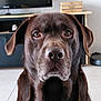 animal, brown, canine, chocolate, close_up, dog, domestic, ears, expression, face, floor, fur, furniture, home, indoor, labrador, looking, pet, portrait, television