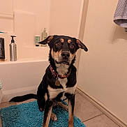 Chrissy joined the competition — help win amazing prizes! animal, bathroom, bathroom_accessory, bathtub, black_and_tan, blue_rug, cleaning_product, dog, domestic_animal, floor, fur, indoor, looking_up, pet_collar, pet_tag, sitting, soap_dispenser, tile_floor, towel, wall