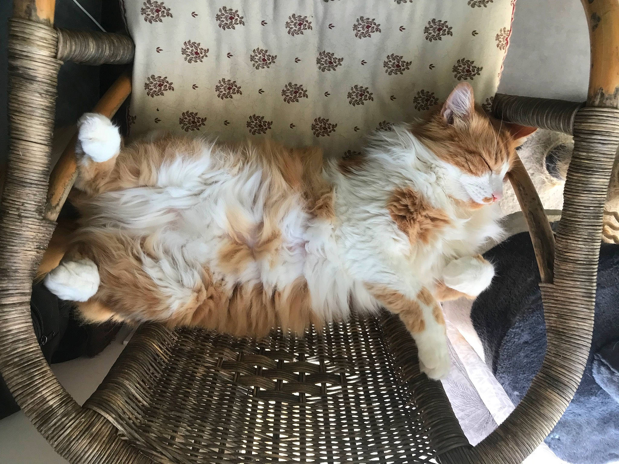 Maya participe au concours pour gagner de l'argent avec cette photo : canidae, carnivore, cat, chair, claw, comfort, companion_dog, couch, dog_breed, fawn, felidae, foot, fur, human_leg, nap, paw, small_to_medium_sized_cats, sporting_group, tail, whiskers