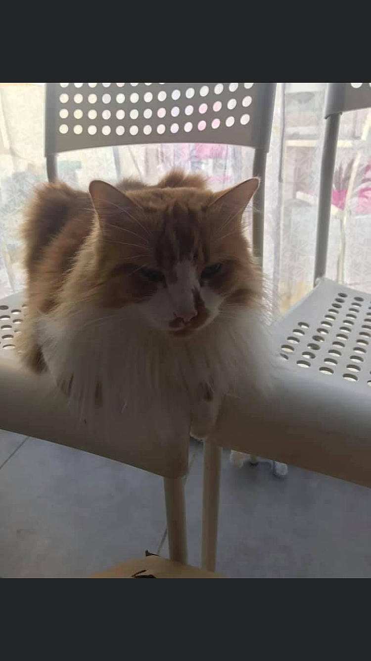 Maya a rejoint le concours — aidez-le/la à gagner de superbes lots ! box, carnivore, cat, chair, domestic_short_haired_cat, eye, fawn, felidae, flooring, fur, hardwood, plant, room, small_to_medium_sized_cats, snout, tail, tree, whiskers, window, wood