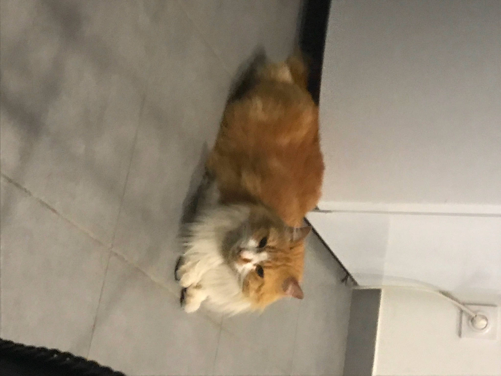 Maya participe au concours pour gagner de l'argent avec cette photo : canidae, carnivore, cat, companion_dog, dog_breed, fawn, felidae, flooring, fur, hardwood, paw, pomeranian, rough_collie, small_to_medium_sized_cats, spitz, sporting_group, tail, toy_dog, whiskers, wood