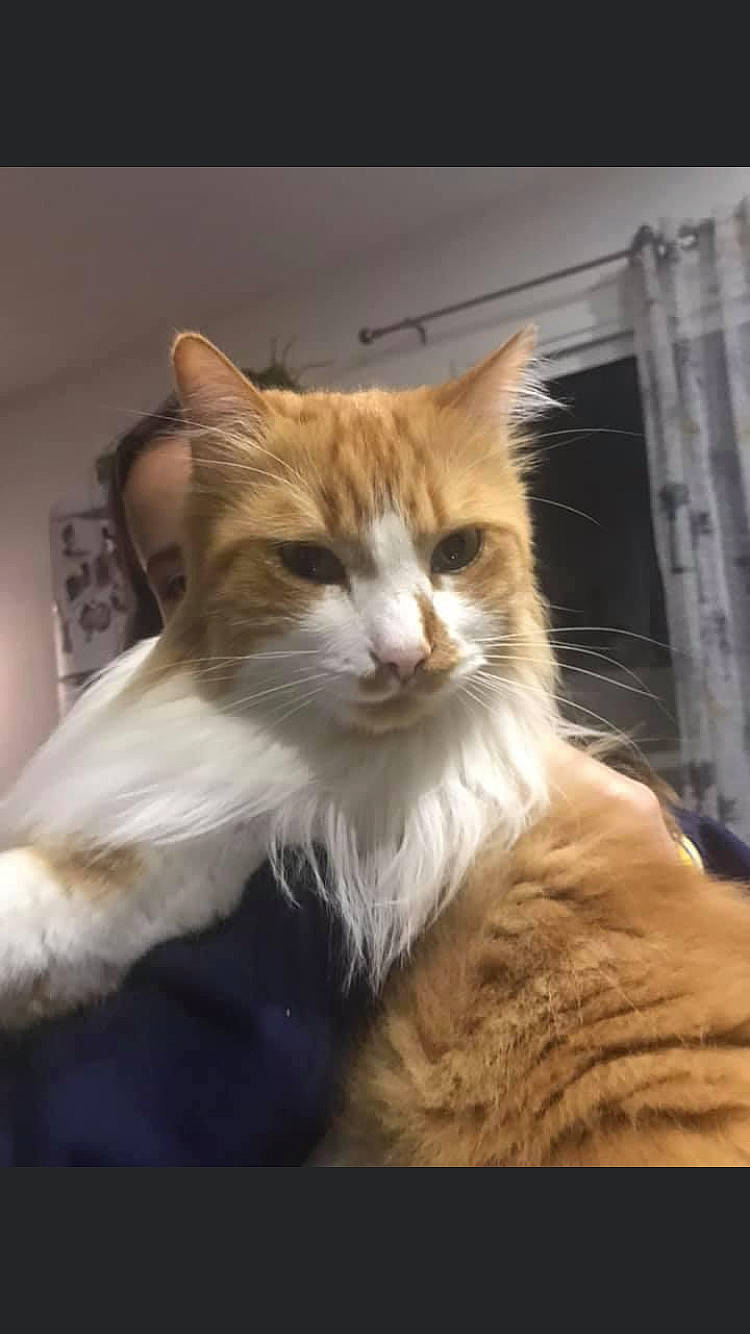 Maya participe au concours pour gagner de l'argent avec cette photo : art, carnivore, cat, claw, comfort, domestic_short_haired_cat, fawn, felidae, fur, paw, sitting, small_to_medium_sized_cats, snout, tail, terrestrial_animal, tree, whiskers, wood