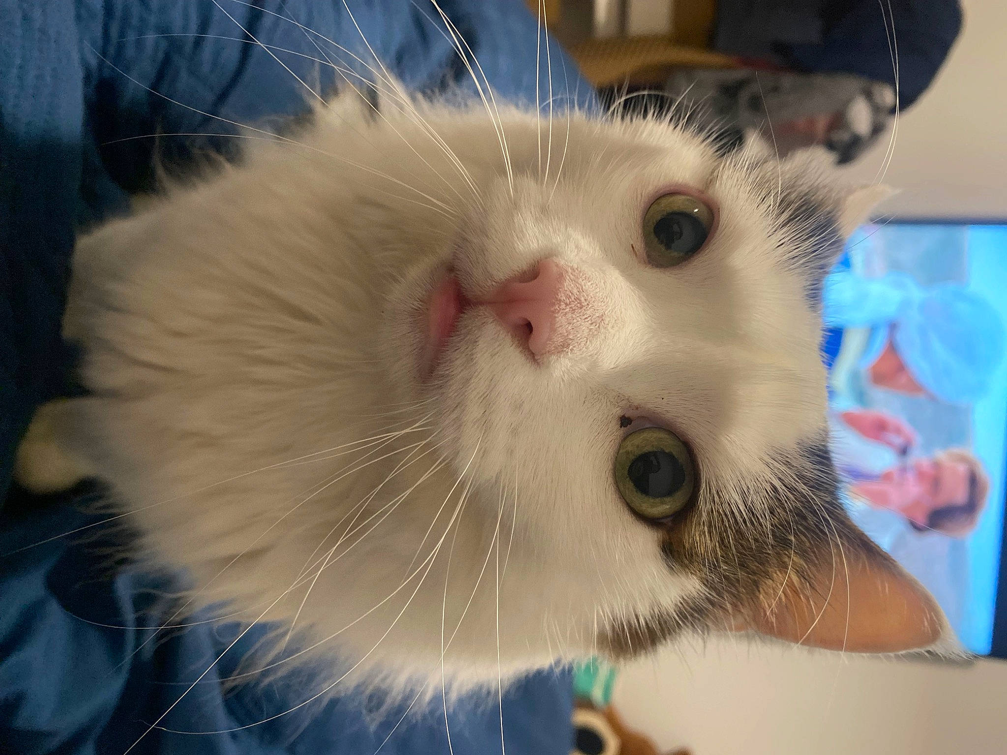 Olaf a rejoint le concours — aidez-le/la à gagner de superbes lots ! carnivore, cat, domestic_short_haired_cat, fawn, felidae, fur, paw, small_to_medium_sized_cats, snout, tail, terrestrial_animal, whiskers