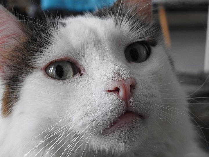 Olaf participe au concours pour gagner de l'argent avec cette photo : carnivore, cat, close_up, domestic_short_haired_cat, felidae, fur, small_to_medium_sized_cats, snout, whiskers